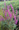 Réti fűzény (Lythrum salicaria)